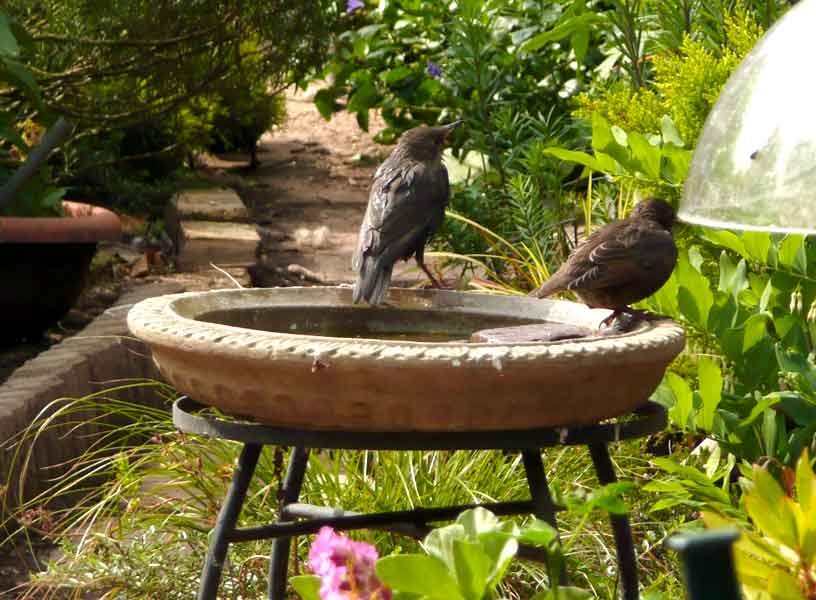 Install a Bird Bath