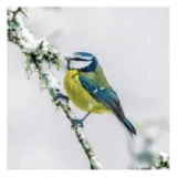 SongBird Survival Blue Tit in the Snow Charity Christmas Cards
