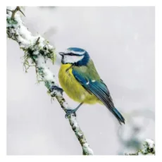 SongBird Survival Blue Tit in the Snow Charity Christmas Cards