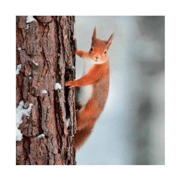 Red Squirrel clinging to a tree trunk in snow photograph single blank greeting card and Christmas card