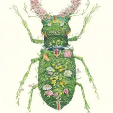 Stag Beetle Greeting Card by The DM Collection