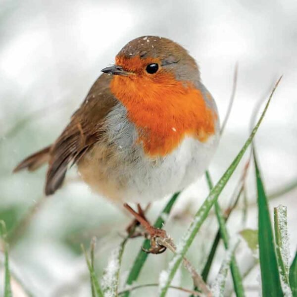Robin in falling snow eco-friendly Christmas cards in aid of Songbird Survival charity