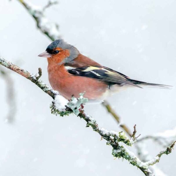 Chaffinch on a snowy branch eco-friendly Christmas card in aid of the Songbird Survival charity