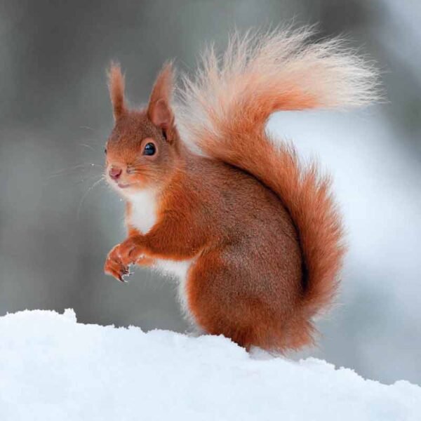 Red Squirrel Christmas Cards 8 Card Pk Charity The Wildlife Trusts 120mm