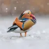 eco-friendly Christmas cards with colourful male Mandarin duck in snow in aid of The Widllife Trusts charity