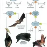 FSC Field Guide To British Bats