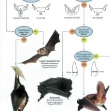 FSC Field Guide To British Bats