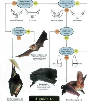 FSC Field Guide To British Bats