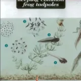 FSC Field Guide to Keeping Frog Tadpoles