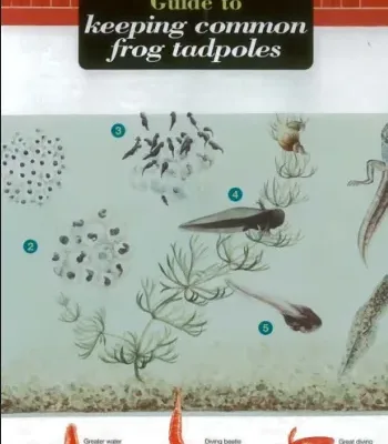 FSC Field Guide to Keeping Frog Tadpoles