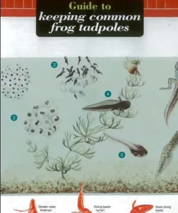 FSC Field Guide to Keeping Frog Tadpoles