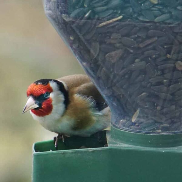 Goldfinch facing the camera showing its red and white face using a Nijer Seed feeder Big Garden Birdwatch 2023