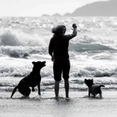 Fetch! Greeting Card by Scott Morrish