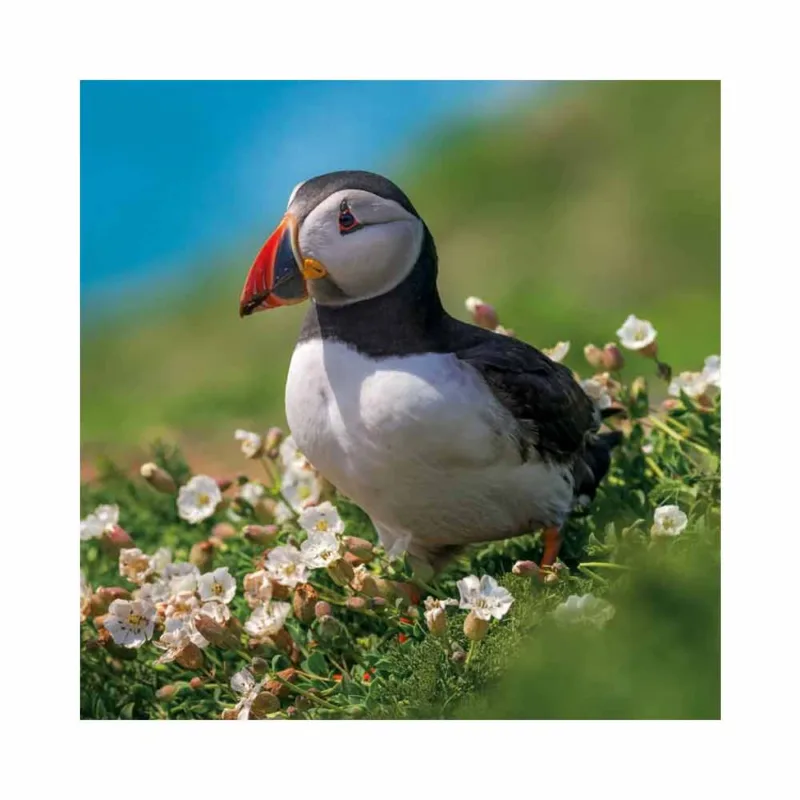 Puffin Greeting Card by Scott Morrish - Image 2