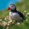 Puffin Greeting Card by Scott Morrish