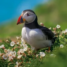 Puffin Greeting Card by Scott Morrish