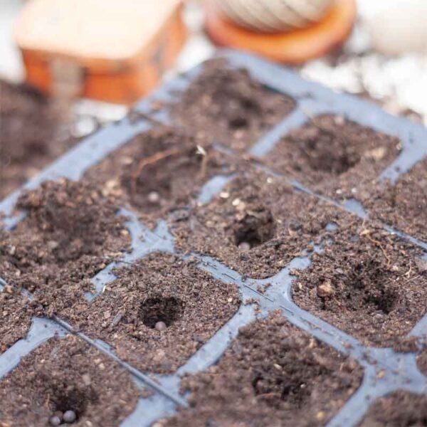 20 cell rubber seed tray close up with compost and seed in each cell