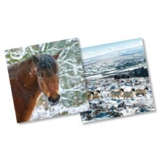 pony and sheep christmas cards twin pack