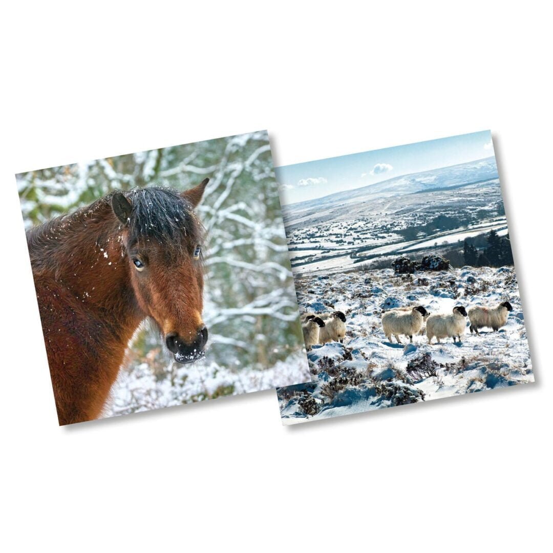 Pony & Sheep Eco Christmas Cards Pk 10 The Wildlife Gift Shop