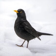 Male blackbird in snow eco-friendly Christmas cards in aid of songbird survival