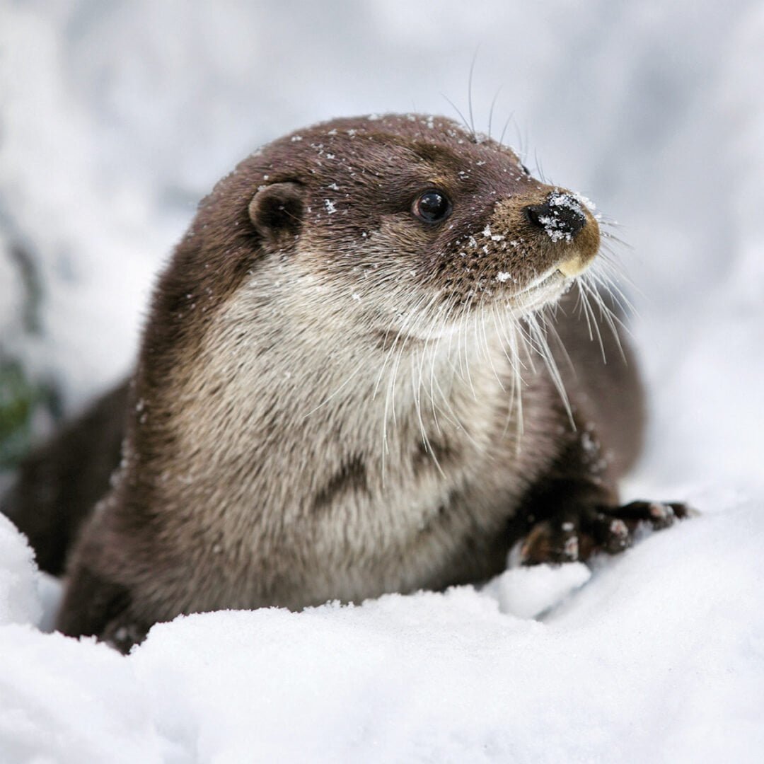 Shop christmas cards uk