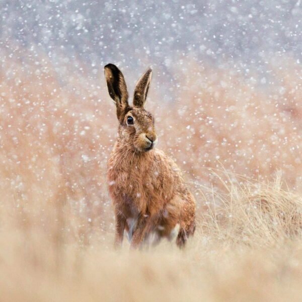 Hare in Snow Christmas Card pack in aid of The Wildlife Trusts