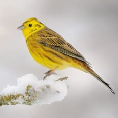 Yellowhammer Christmas Cards pack in aid of The Wildlife Trusts