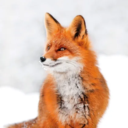 Red fox sitting in snow and looking to it's right eco-friendly xmas cards in aid of The Wildlife Trusts