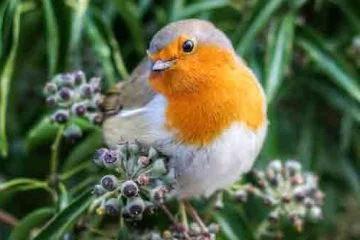 Robin sitting on arborescent ivy in winter. The ivy is bearing berries and slightly frosted