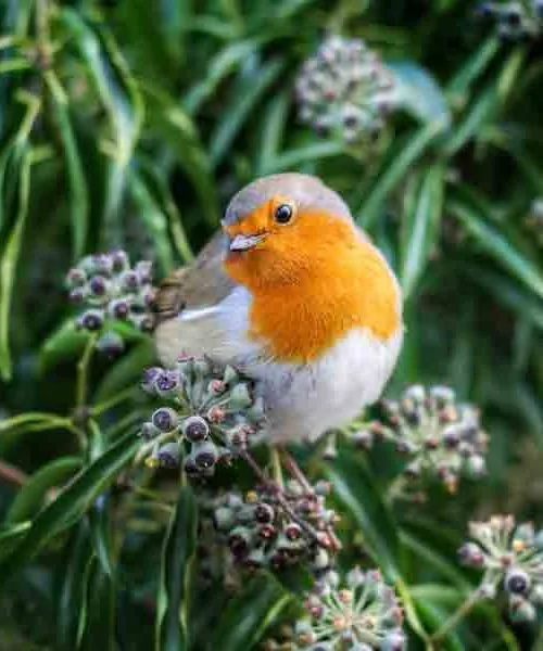 Robin sitting on arborescent ivy in winter. The ivy is bearing berries and slightly frosted