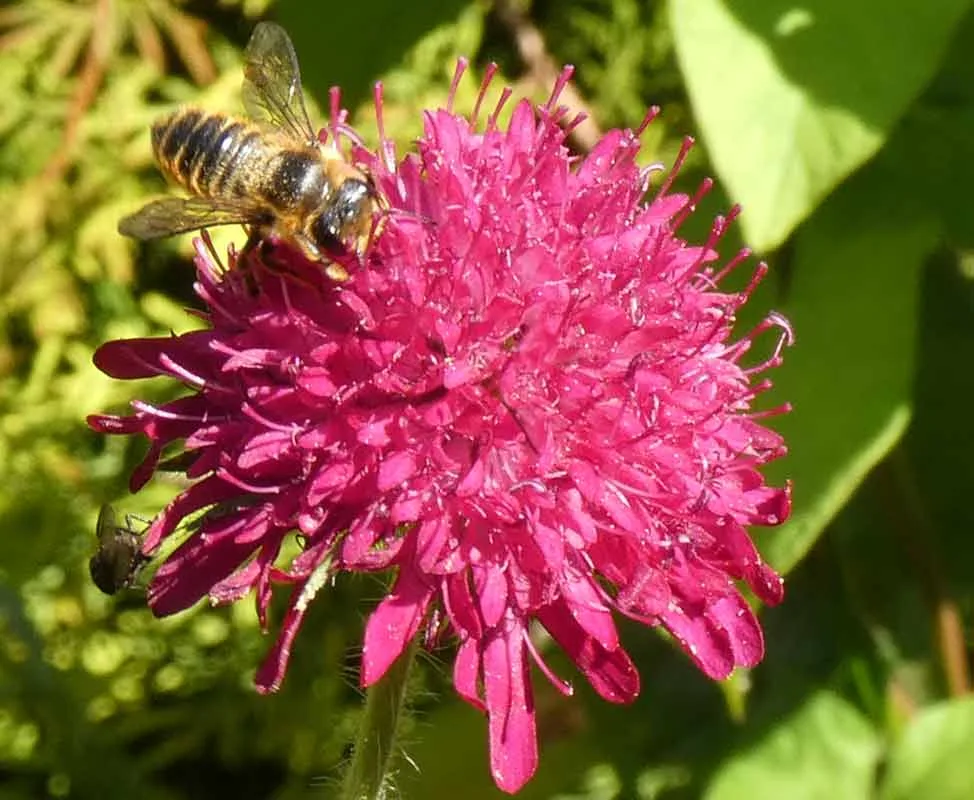 Honey bee and fly foraging on a deep pink Knautia flower ideal for wildlife and gardening and especially attractive to pollinators
