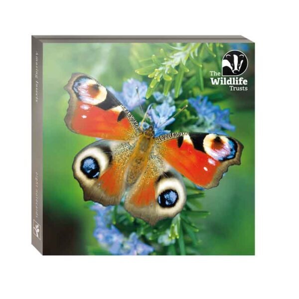 Front of the pack of the Amazing insects notecards with peacock butterfly