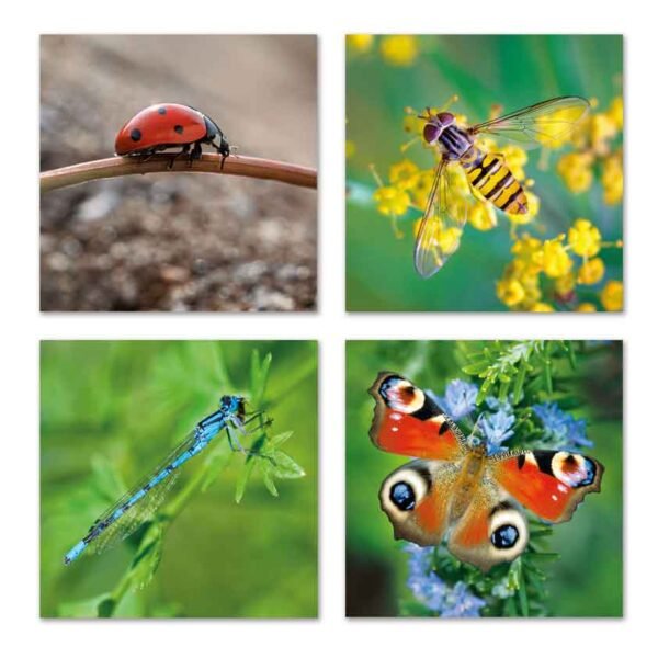 4 designs of the Amazing insects notecards including ladybird, hoverfly, damselfly and peacock butterfly