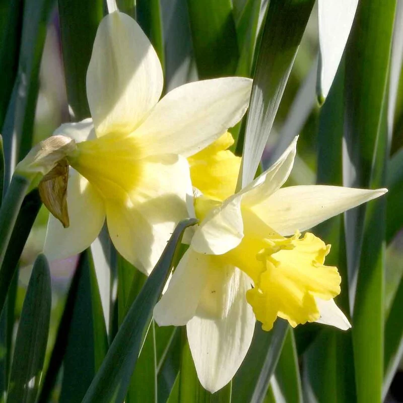 Narcissus Lobularis Lent Lily two flowers with white perianths and yellow trumpets