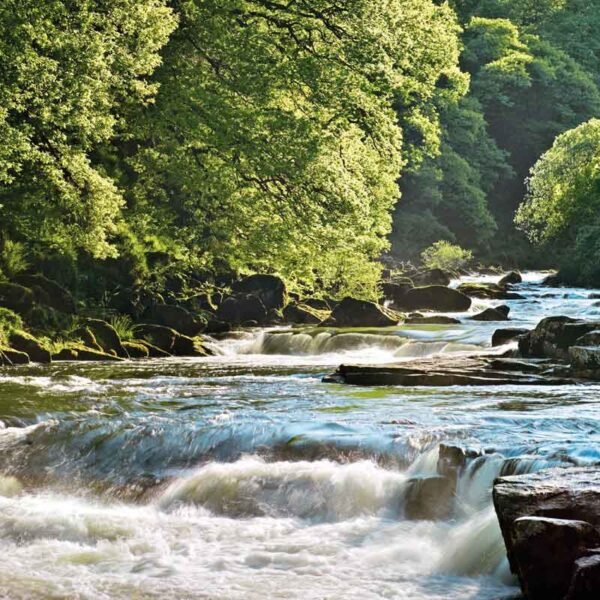 River song greeting card landscape photograph of a running river and summer green trees