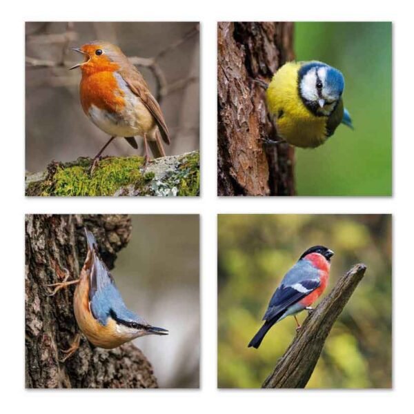 4 designs in the Songbird survival Notecard pack