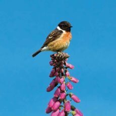 Stonechat bird perched on top of a purple foxglove flower spike against a blue background