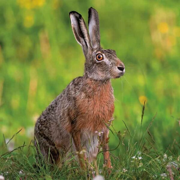 A brown hare sat in the grass with front of the brown hare greeting card