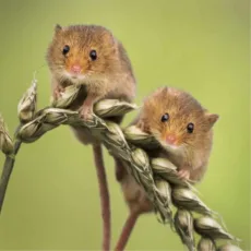Two harvest mice perched on an ear of ripening wheat against a green background