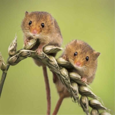 Two harvest mice perched on an ear of ripening wheat against a green background