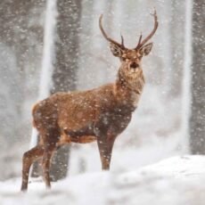 Stag Christmas cards depicting a stag standing in trees in falling snow