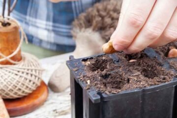 8 deep cell rubber seed tray filled with compost and having seeds planted in it by someone in a blue check shirt