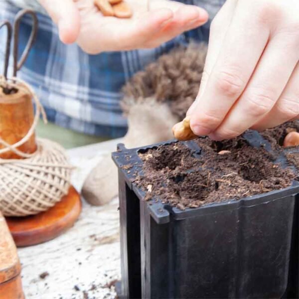 8 deep cell rubber seed tray filled with compost and having seeds planted in it by someone in a blue check shirt