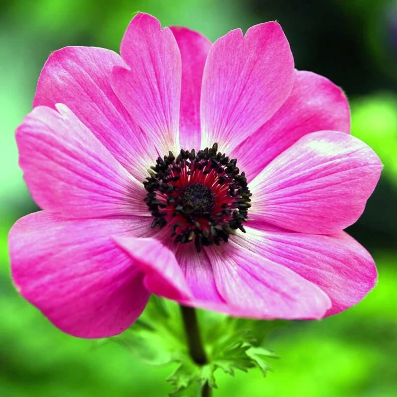 Hot pink Anemone coronaria Sylphide flower