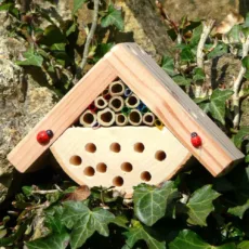Bobbys bug box hung on a tree nestled in ivy