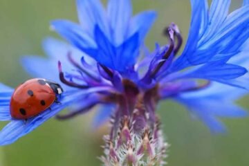 Ladybird on cornflower a alower species included in the beetle mix seedball tin