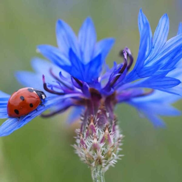 Ladybird on cornflower a alower species included in the beetle mix seedball tin