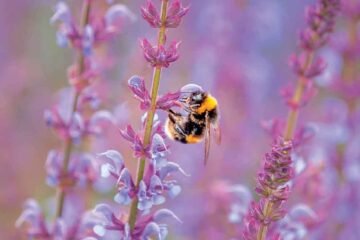 Light purple Salvia flowers being visited by a buff tailed bumblebee front of the salvia greeting card
