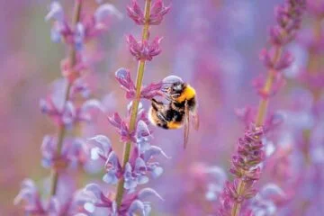 Light purple Salvia flowers being visited by a buff tailed bumblebee front of the salvia greeting card