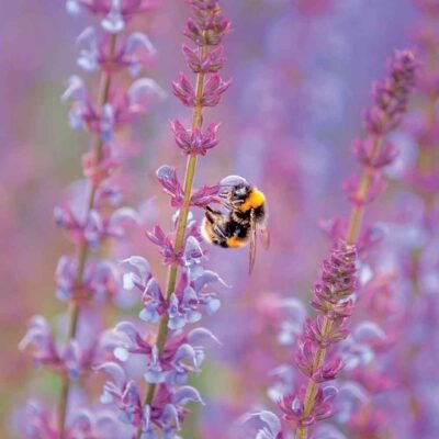 Light purple Salvia flowers being visited by a buff tailed bumblebee front of the salvia greeting card